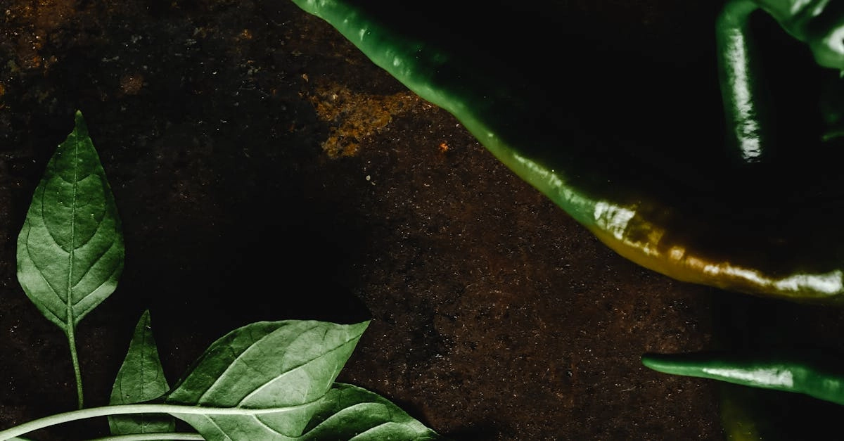 Экспертный анализ слот-игры Hot Chilli с профессиональной точки зрения